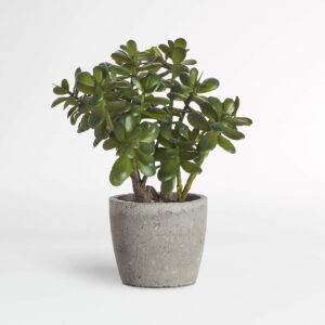 POTTED JADE NEW