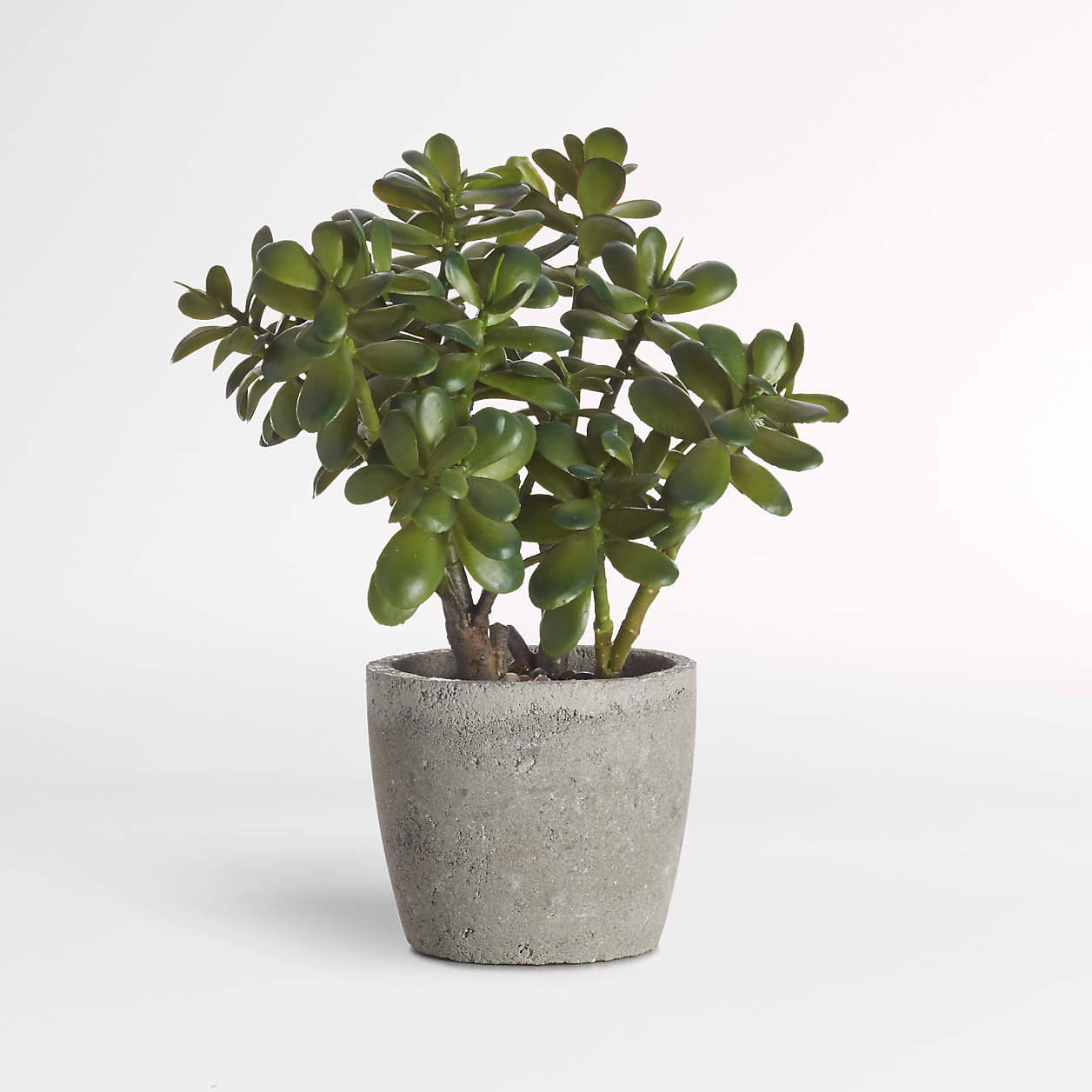 POTTED JADE NEW