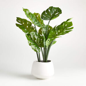 POTTED MONSTERA 24