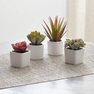 S/4 POTTED SUCCULENTS NEW