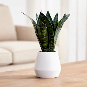 SNAKE PLANT IN POT